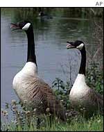 Two geese AP