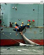 Minke being hauled aboard Japanese boat 