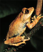 Frog, Image courtesy of Madhava Meegaskumbura