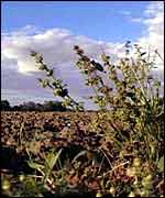 Plants and ploughed field BBC Elvis