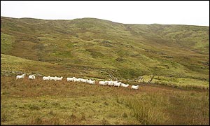 Sheep grazing at the centre of Wales