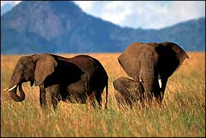African elephants on plain Ifaw