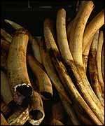 Confiscated tusks Ifaw