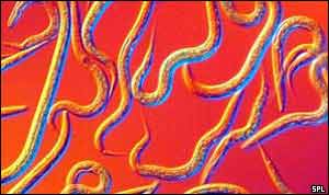 Nematode worms SPL