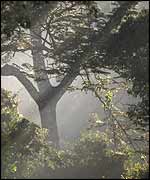 Mist through trees John Lawton