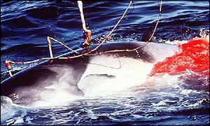 A harpooned minke whale