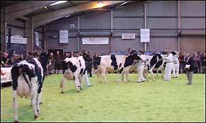 Welsh Dairy Event