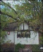 Tree in house in south Wales 