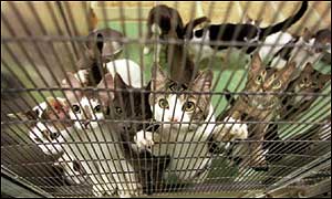 Cats rescued from cruelty by the RSPCA