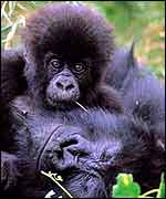 Infant gorilla tries to wake sleeping mother Juan Pablo Moreiras/Fauna & Flora International