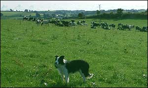 Meg the border collie