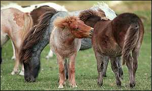 Dartmoor ponies