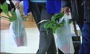 plastic bags