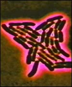 Human instinct helps us avoid infection