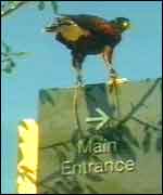 Hawk stalks Microsoft pigeons 