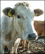Cow at the centre of Northern Ireland