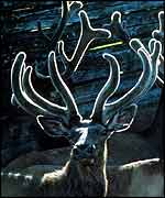 Reindeer Fred Grinberg/UNEP/Topham