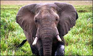 East African elephant