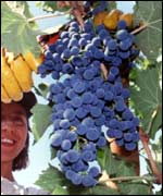 Grape harvest