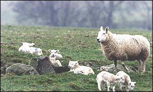 Sheep and lambs grazing