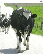Polish cow
