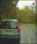 Fallen tree in road