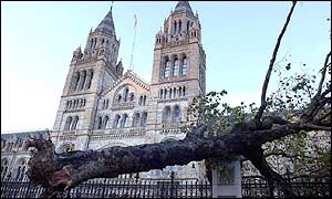 A tree crashes into railings outside the Natural History Museum in London