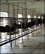 Bears in cages in a bear bile farm
