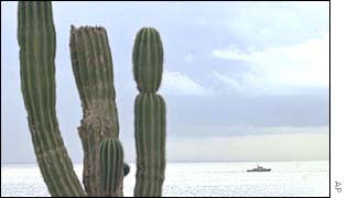 Cactus on the Mexican coast