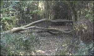 This tree crushed a toddler's pushchair in Felixstowe