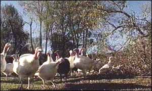 Turkeys left homeless in Shillington, Bedfordshire when their sheds were destroyed