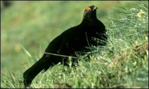 Caucasian black grouse, Siegfried Klaus
