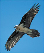 Lammergeier or bearded vulture, SVS/BirdLife International