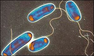 Legionella bacteria