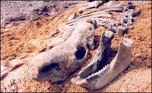 Skull, University of Birmingham