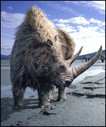 Woolly Rhino, BBC