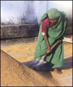 Woman shovelling grain