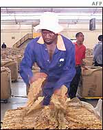 Sorting tobacco in Zimbabwe