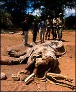 Victim of poachers