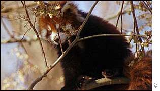 Red panda