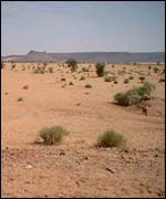 Mauritanian landscape 