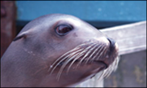 Rio, California sea lion, Zalophus californianus