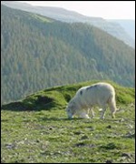 Horseshoe Pass, North East Wales