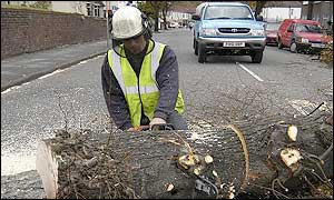 Removing a fallen tree