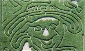 Stocker Farms corn maze 