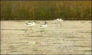 Avocets