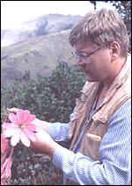 Passiflora loxensis, C. Ulloa, Missouri Botanical Garden