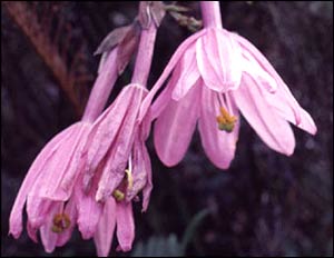 Passiflora loxensis, C. Ulloa, Missouri Botanical Garden