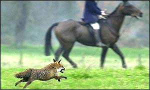 Fox hunting