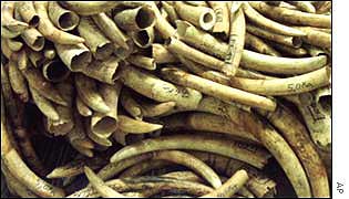 Pile of ivory tusks